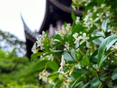 -龙华寺