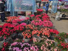 -中环花鸟鱼虫市场