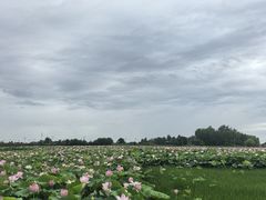 -洪湖生态旅游区