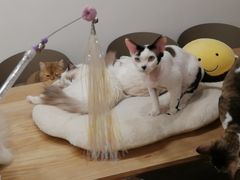-有喵·猫咖·狗咖·30几只猫10只小狗(岗厦店)