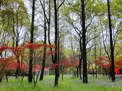 -东平国家森林公园