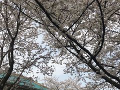 -武汉大学-樱园
