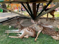 -北京鹿世界主题园