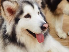 -李小姐の猫咖啡馆(五角场店)