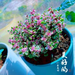 -MJ skin care国际皮肤管理中心