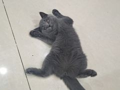 -猫十亿·布偶金渐层·曼基康矮脚猫舍(青年路店)