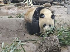 -都江堰中华大熊猫苑