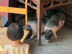 -小小饭店·休闲农庄·安吉松树林里的农家菜