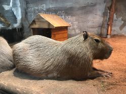 -Zoolung Zoolung动物主题公园(海信广场店)