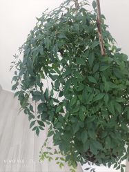 -HEYAN荷妍专业脱毛连锁机构