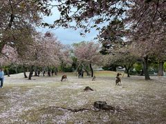-奈良公园