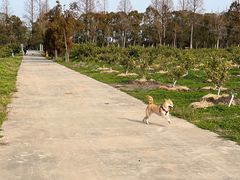 -上海长兴岛郊野公园