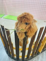 -Moni星球萌宠·小马宝莉·灵蛇·高端高阶全萌宠互动体验俱乐部(红豆国际广场店)