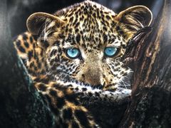 -罗红摄影艺术馆