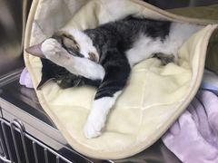 -福州肆爪动物医院