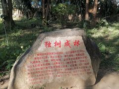 -瑞丽独树成林风景区