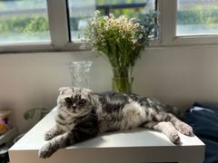 -纳吉亚猫专科动物诊疗中心(蒋宅口分院)