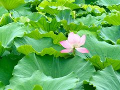 -高子水居
