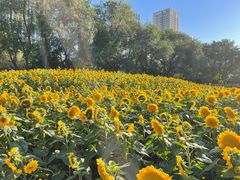 -长白岛森林公园