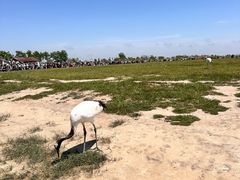 -盐城丹顶鹤湿地生态旅游区