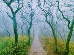-黄山风景区