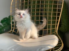 -喵zoo家庭繁育猫舍(尖东智能花园店)