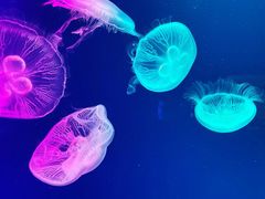 -成都浩海立方海洋公园