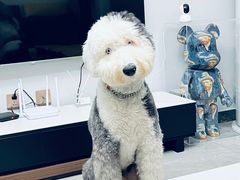 -宠福鑫康馨动物医院·骨科·眼科
