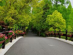 -东平国家森林公园