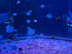-欢乐海岸海洋奇梦馆