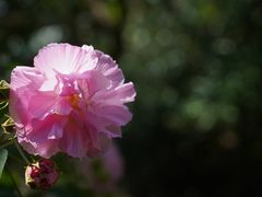 -福清灵石山国家森林公园