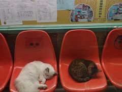 -猫咪博物馆(顶澳仔猫街店)