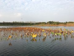 -溱湖国家湿地公园