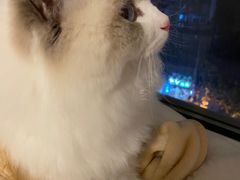 -PETKIT小佩宠物·低压洗护(国顺东路店)