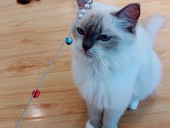 -momokira米努特·德文卷毛猫·棉花面纱犬