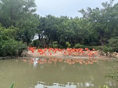 -广州长隆飞鸟乐园