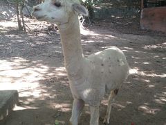 -清迈夜间动物园