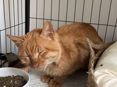 -康旭宠物医院(郑州总院)