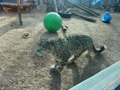 -青藏高原野生动物园