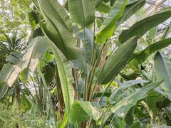 -北京植物园-展览温室