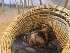 -Cappucimeow猫咪咖啡馆(韦伯时代店)