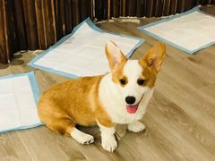 -浣熊柯尔鸭土拨鼠·电玩咖