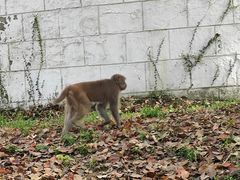 -苏州上方山国家森林公园