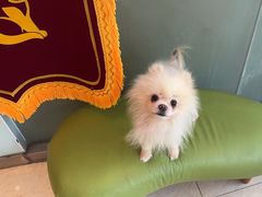 -瑞派申生动物医院·24H夜诊·国际动物医疗中心·骨外科(吴中路店)