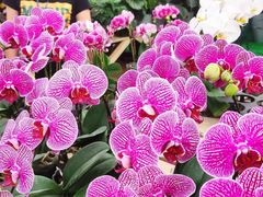 -三圣花乡旅游区