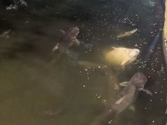 -绿光森林餐厅