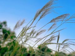 -上海吴淞炮台湾国家湿地公园