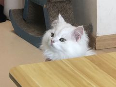 -猫在这儿猫咪咖啡馆·撸猫馆