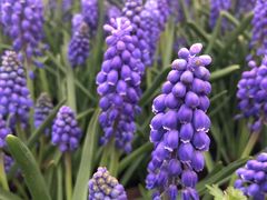 -上海鲜花港