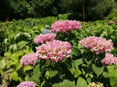 -上海共青森林公园